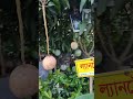 লেট ভ্যারাইটির বিদেশি আম bestmango