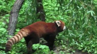 雨の日のレッサーパンダ　Red panda in a rainy day