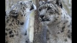 Falling Asleep, Meditation Music, Wildlife, Snow Leopard, Wolves, Preying Mantis