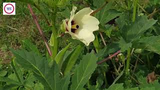 ঢেঁড়শ। ভেন্ডি। Potatoes। Wendy। Potato cultivation। Wendy cultivation। Abelmoschus esculentus