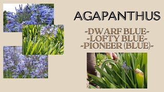 Pioneer Agapanthus, Dwarf Blue Agapanthus and Lofty Blue Agapanthus | two headed flowers