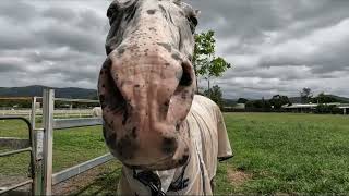 のぞき込んでくれる馬が可愛すぎた【馬を飼う】【ペット】