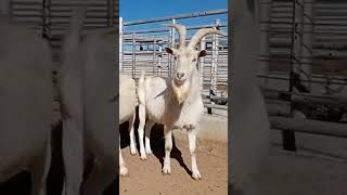 Toggenburg Goat Breed