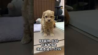 貝貝寵物專業犬舍-香檳色 瑪爾泰迪 5298號