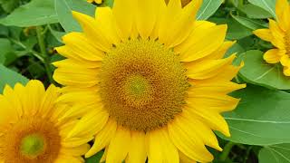 Garden By The Bay - Sunflower Surprise!!!