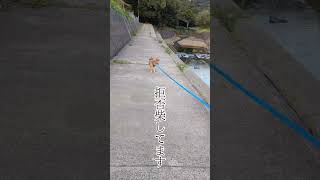 何事もなかったように拒否柴を終了する柴犬