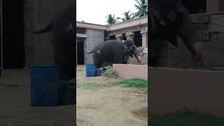 srirangam andal elephant 🐘