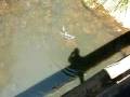 water rat rakali hunting fish