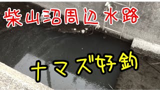 2023.7.30柴山沼周辺水路で釣りしてみた。