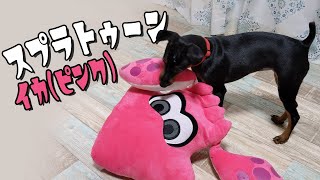 スプラトゥーン イカ(ピンク)【ミニピン＆イタグレ】