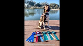 Nitro, NACSW NW3 (Scentwork/Nosework): 1st Place Overall