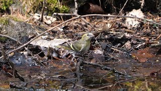 河口湖フィールドセンターのマヒワ（雌）その２２（4K60P動画）