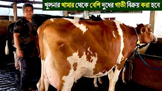 খুলনার RS Dairy ফার্ম থেকে খামার উপযোগী উন্নত জাতের গাভী বিক্রয় করা হবে।Rs Dairy  Khulna