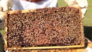 Keeping Honey Bees: An Introduction at the North American Bee Care Center