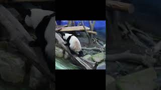 圓寶倚木樁,突然跑起來 #panda #yuanbao #貓熊 #shorts #圆宝