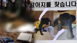 입양견 8마리 고문 후 죽인 40대 영장 기각…11마리는 행방 묘연 / 연합뉴스TV (YonhapnewsTV)