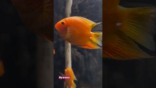 ലോകരാജൻ അക്വാ വേൾഡ് അണ്ടർവാട്ടർ സൂ 🐠🐬🐟#shortvideo #petlovers #ഷോര്ട്സ് #shortsviral