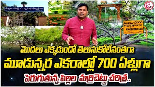 అంతులేని చరిత్ర పిల్లలమర్రి..| Pillalamarri Tree in Mahabubnagar || Mini Zoo Park || Deer Zoo Park