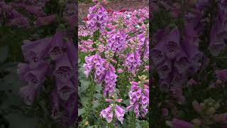 Spring blossoms #flowers #blossom #blooming #flower #spring