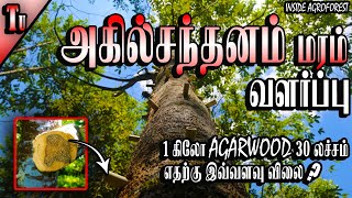 AGARWOOD கிலோ 30 லச்சம் | அகில் மரம் வளர்ப்பு | நல்ல லாபம் தரும் மரங்கள்-3 inside agroforest