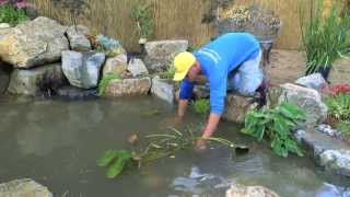 How to build a Fish Pond - Part 21 | Pond Plants & Waterfall - Final