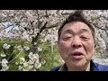 その後のやなせ苑桜づつみ（梁瀬苑公園）の桜　2024年4月15日　播磨の花の名所　桜　播磨の散策道　写真スポット　小野市の見どころ