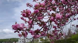 その後のやなせ苑桜づつみ（梁瀬苑公園）の桜　2024年4月15日　播磨の花の名所　桜　播磨の散策道　写真スポット　小野市の見どころ