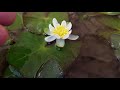 Нимфея pygmaea alba nymphaea pygmaea alba