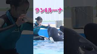 芸達者なシャチ「ラン＆ルーナ」可愛すぎ!! #Shorts #鴨川シーワールド #シャチ #kamogawaseaworld #orca #killerwhale