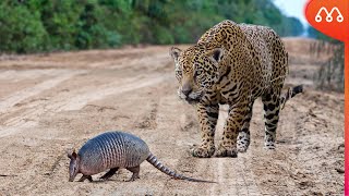 When the jaguar meets the armadillo