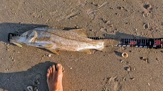 27 inch Beach Snook on 3 in NLBN 😂🤏