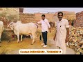 जायज भाव की 18 किलो दूध की हरियाणा गाय shanti dairy form jitu revolutionary farmer