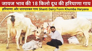 जायज भाव की 18 किलो दूध की हरियाणा गाय , Shanti Dairy Form , Jitu Revolutionary Farmer ,