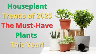 🌿 Houseplant Trends of 2025 – The Must-Have Plants This Year! 🏡🌱