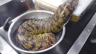 How to cook a giant live moray eel (the sea gang) ! Amazing Japanese style skill \