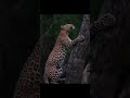 Leopards Settling on the Tree Top Slow Motion / How Leopard Climbing up the Tree Wildlife India