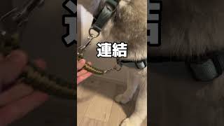 ジョイントリードって知ってる？　#大型犬のいる生活 #シベリアンハスキー #犬の散歩