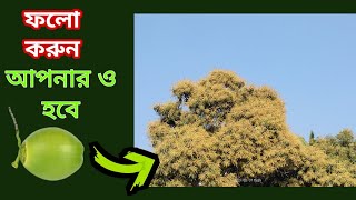 আমের অধিক মুকুল আনতে যা যা করতে হবে ।। Get more mango blossoms with home made spray.