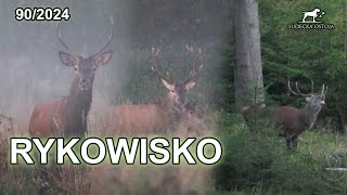 Red STAG Hunt in Poland |Deer Hunt in Polish Forests and Fields