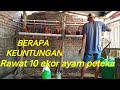 Keuntungan telur dari 10 ekor ayam petelur