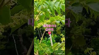 트롯트는힐링 국보급뮤지션 김태연공주👍💖💚🕊