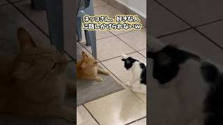 ネッコの動画見てニヤけたら負けwww #猫 #猫のいる暮らし #猫動画 #ねこ #可愛い #かわいい #癒し #ペット #動物 #2ch #shorts