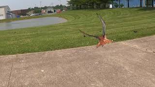 Falconry: Kestrel hunting starlings