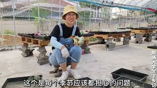 多肉夏天可以脱土修根吗？只要保证生长环境良好，夏天也可以上盆