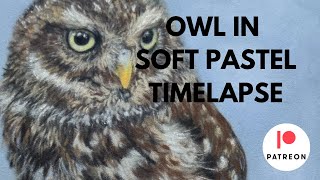 Owl in Soft Pastel Timelapse #art #owl #drawing #softpastel #tutorial #patreon