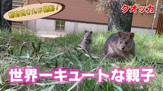 クオッカの赤ちゃん 草に隠れてしまうほど小さくてかわいすぎた (Quokka)