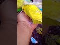 This Amazon bird toy is SO COOL #parrot #birds #budgiesparakeet #budgis #birdslover #lovebirds #cute