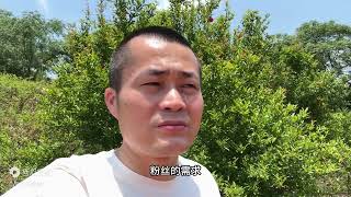 如何看待，灵华山李总和倪海杉合作卖茶叶这一事