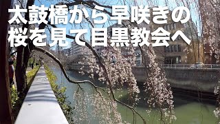 風に吹かれて街歩き　目黒川の太鼓橋から早咲きの桜を見て目黒教会へ