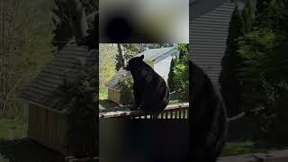 Double bear scare: Video captures moment lounging man and bear realize they're not alone